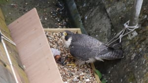 Peregrine chick hatches at St Albans Cathedral for the first time