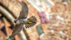 Peregrine pair nest at St Albans Cathedral